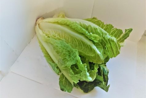 Lettuce: The Greeks believed that lettuce was a sad and depressing food that would sap one’s youth and kill one, because of its connections with an old Greek myth. The belief was that one of Aphrodite’s lovers, Adonis, was killed on a lettuce field and Aphrodite forever cursed lettuce as a result. Currently lettuce is considered a very healthy vegetable and is featured in salads, sandwiches and multitudes of food.