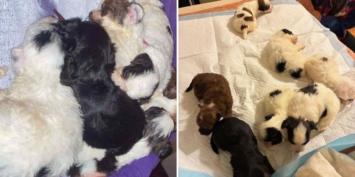 Maryland Man Arrested for Allegedly Stealing and Selling Seven Puppies